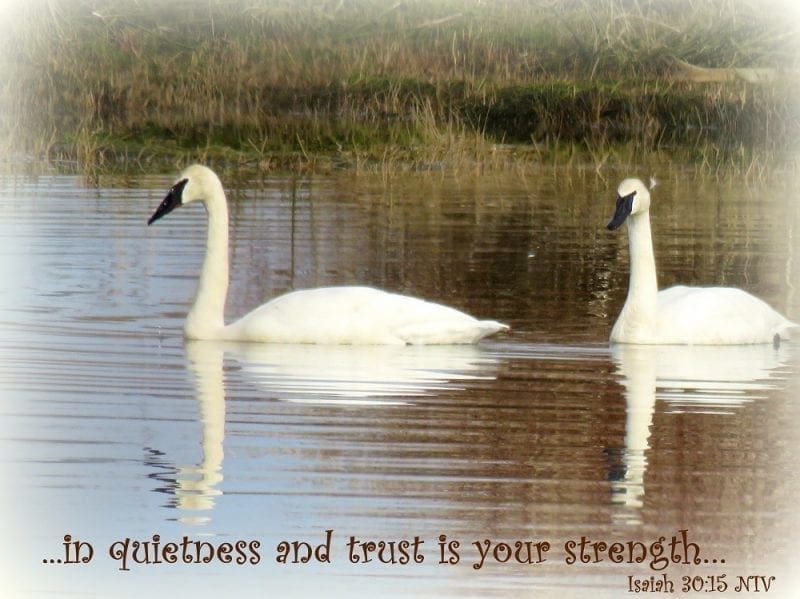 in quietness and trust is your strength…Isaiah 30:15 NIV, Photo credit: Wendy MacDonald