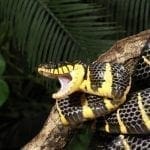 Mangrove snake with open mouth: ID 26061633 © Dennis Donohue | Dreamstime.com
