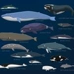 Whale species size comparison: ID 138174032 © Punnawich Limparungpatanakij | Dreamstime.com