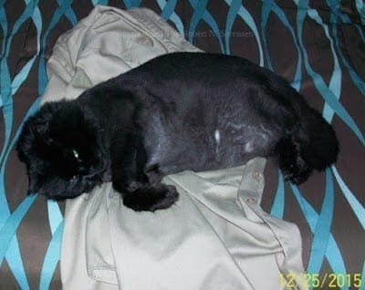 Black cat reclining on bed linens, photo credit: Cowboy Bob