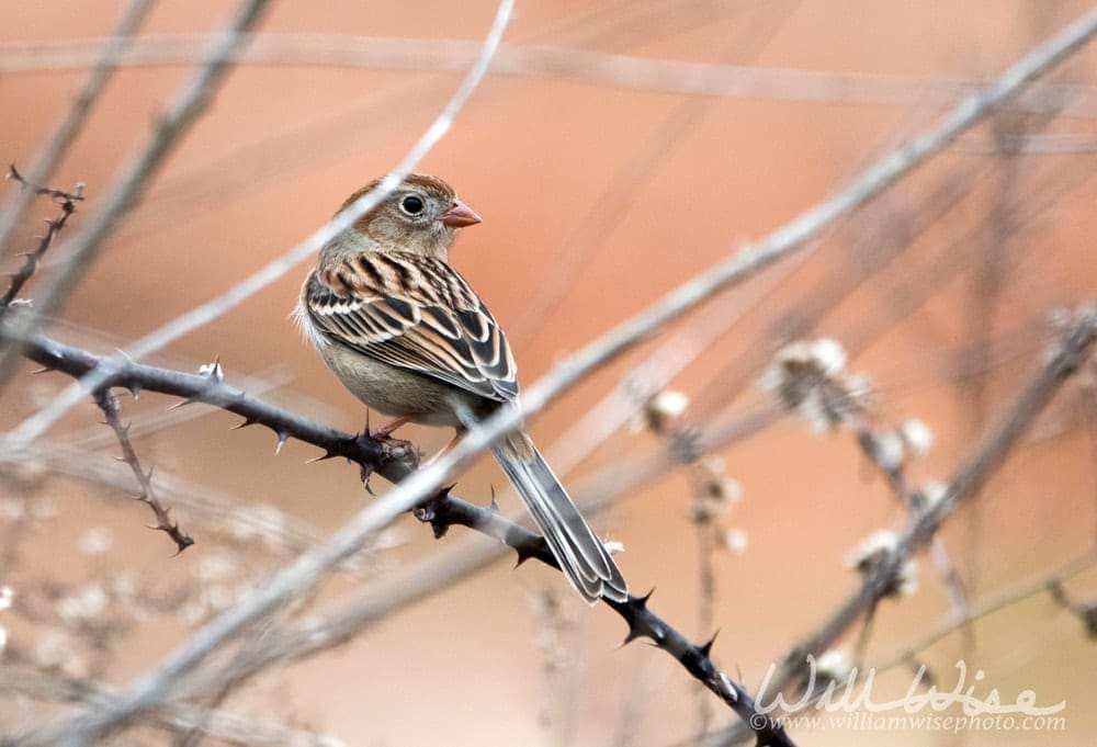 Field Sparrow on a branch, photo credit: William Wise
