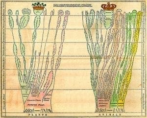 Edward Hitchcock two trees of life chart