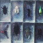 Collection of Insects under glass: ID 113819616 © Gorlov | Dreamstime.com