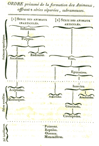 Lamarck's chart showing progression and relationship of animal life 1815