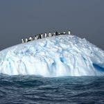 Adelie Penguins on an Iceberg: ID 62125837 © Jonathan R. Green | Dreamstime.com