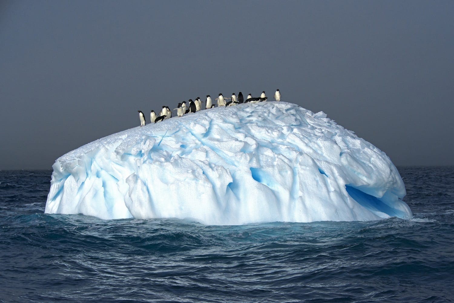 Adelie Penguins on an Iceberg: ID 62125837 © Jonathan R. Green | Dreamstime.com