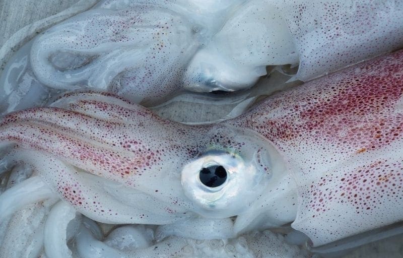 Squid with eye: photo credit: Max Pixel