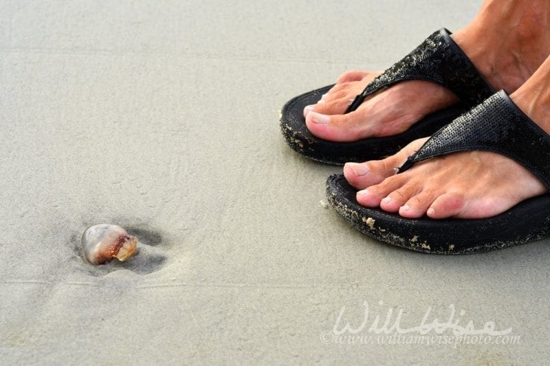 Beached Jellyfish near sandaled feet