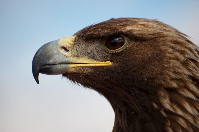 Golden eagle profile: Photo credit: skeeze on Pixabay