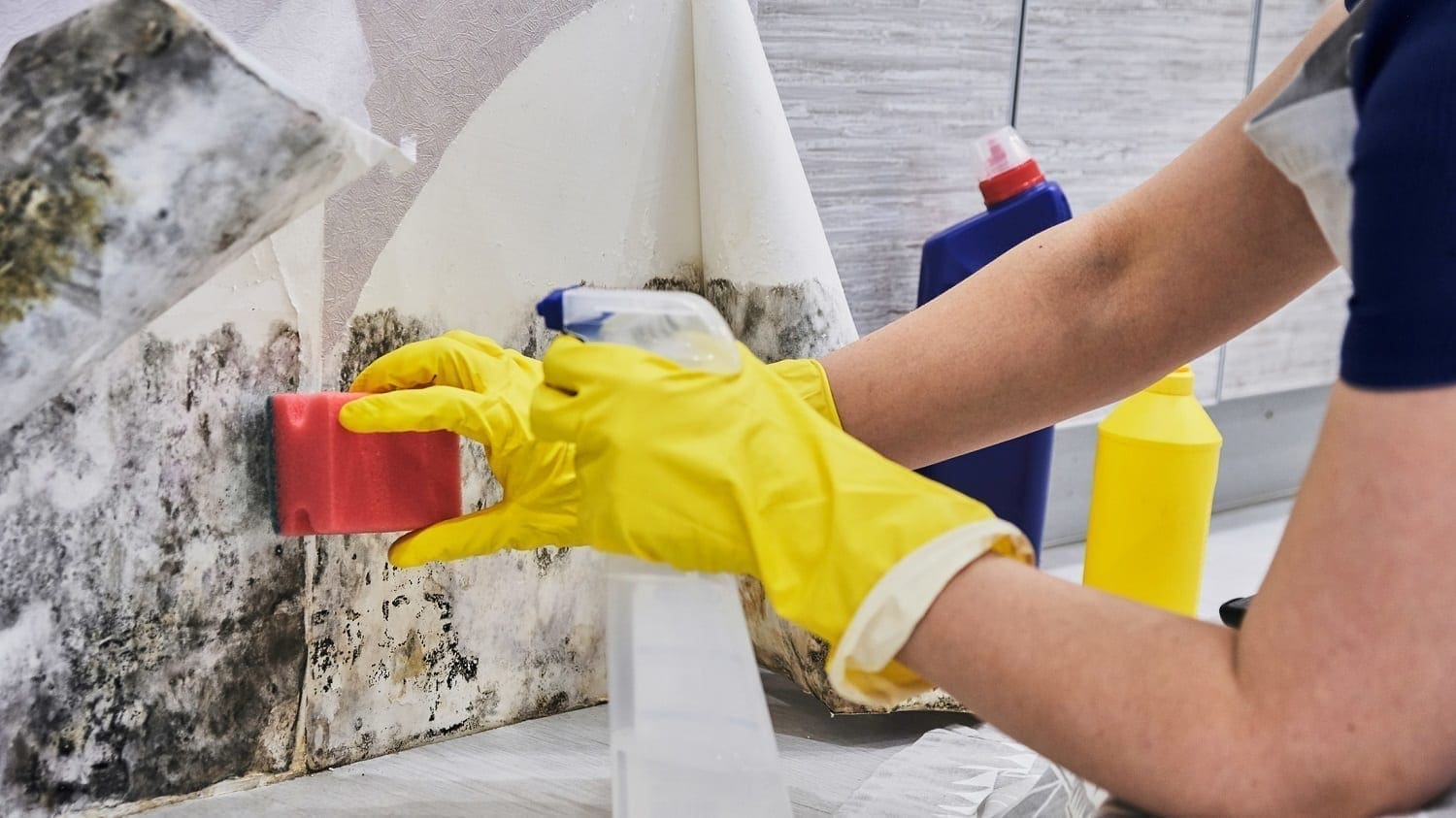 Gloved housekeeper cleaning mold from under wallpaper: ID 118227510 © Elvira Koneva | Dreamstime.com