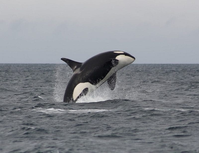 Orca gracefully arching in a breach, photo credit: Faith P.