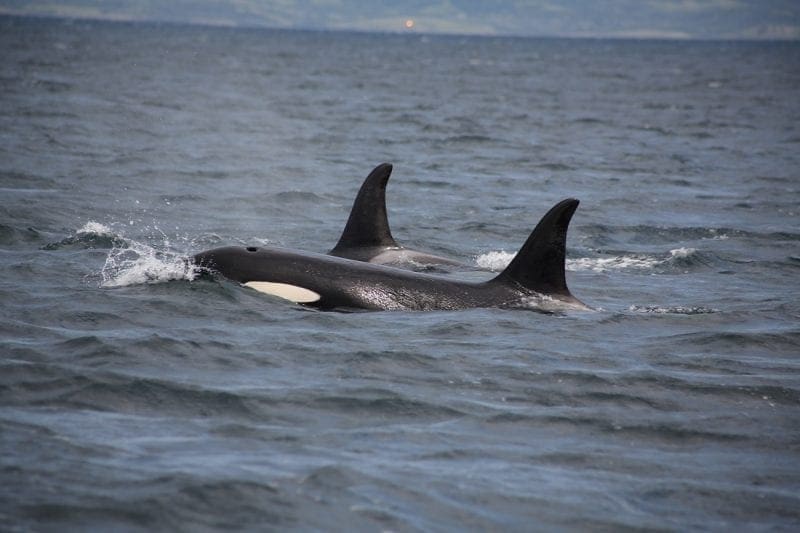 Two orca dorsal fins with the head showing on the near one, photo credit: Faith P.