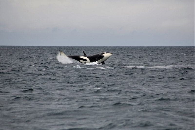 Orca landing on its side into the water, photo credit: Faith P.