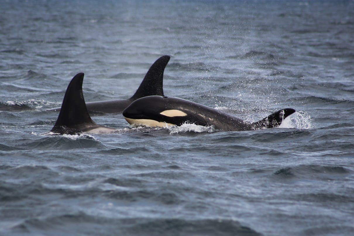 Two Orca dorsal fins with a calf head above the water, photo credit: Faith P.