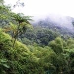 Rainforest in the mountain mist