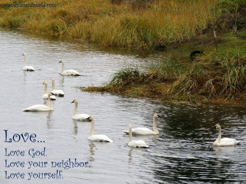 Love God, others, yourself, with swans swimming, photo credit: Wendy MacDonald