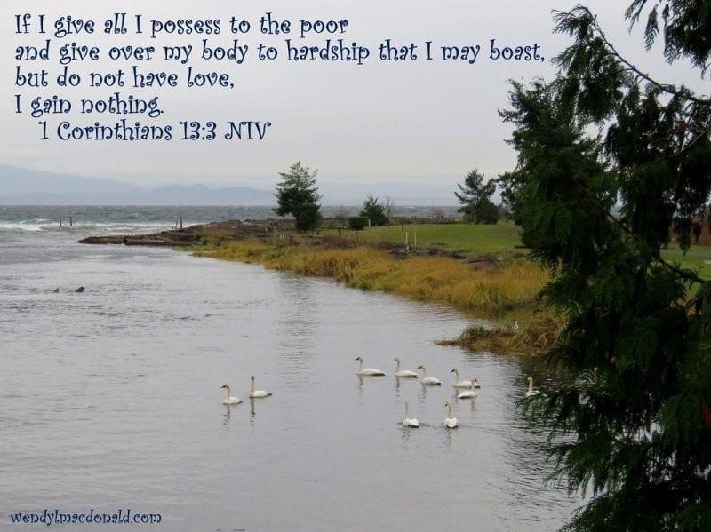 1 Corinthians 13:3 with swans swimming, photo credit: Wendy MacDonald