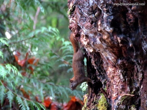 Deep brown squirrel on a tree trunk, photo credit: Wendy MacDonald