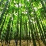 Bamboo grove with sunlight filtering through: photo credit Pxhere