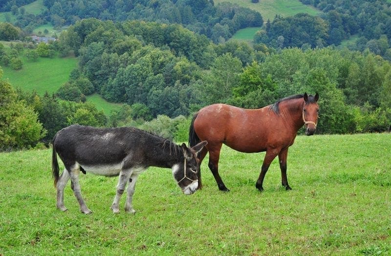 Donkey and horse in a pasture: ID 61314502 © Meryll | Dreamstime.com