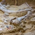 Mammoth fossil dig site: