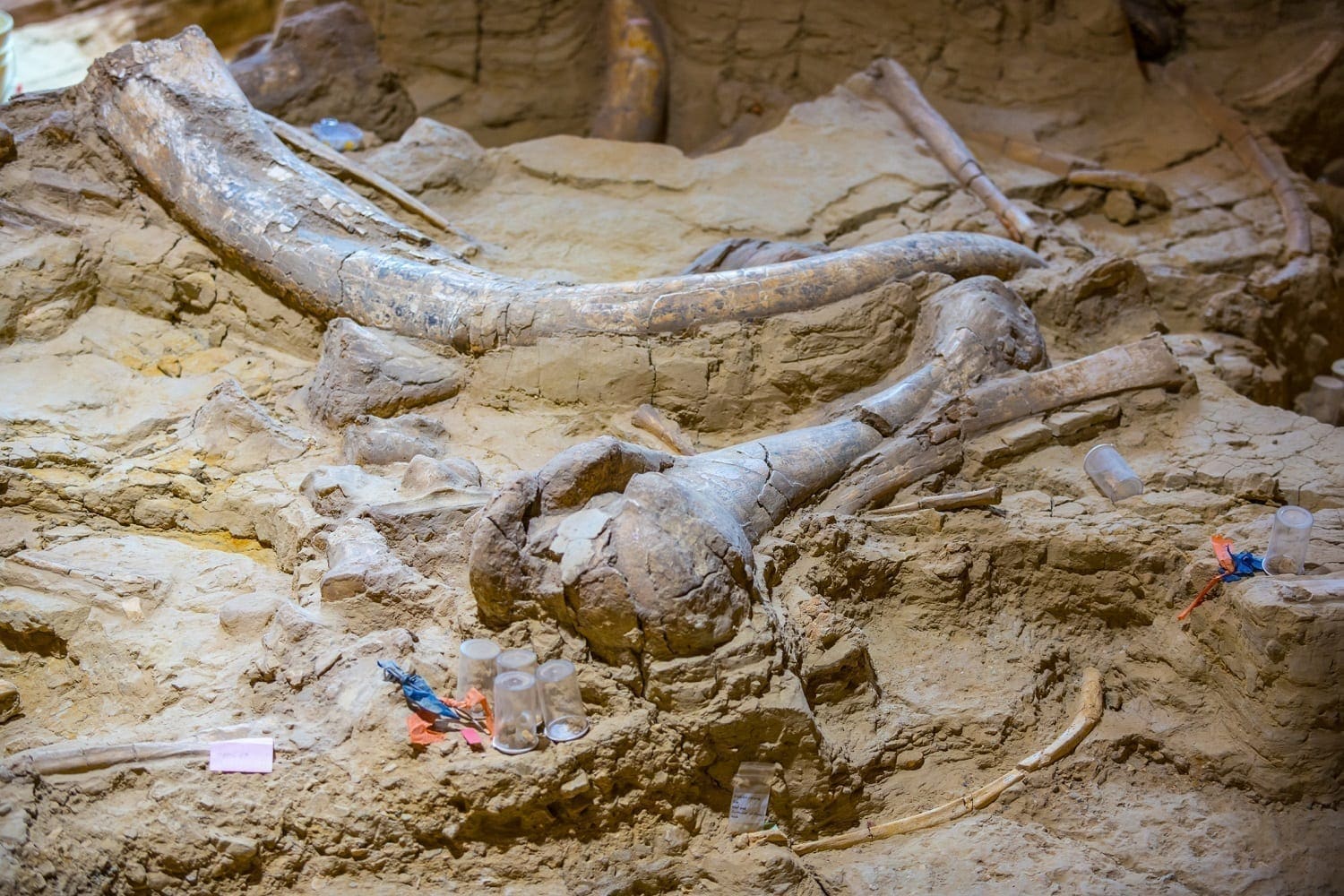 Mammoth fossil dig site: