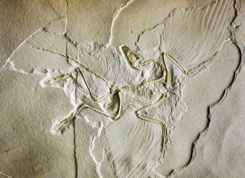 Archaeopteryx fossil incased in stone, Germany: ID 63404569 © Mikhailsh | Dreamstime.com
