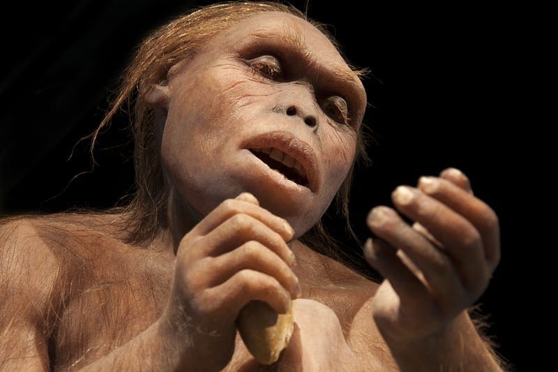 Australopithecus: ID 120911811 © Procyab  Dreamstime.com
