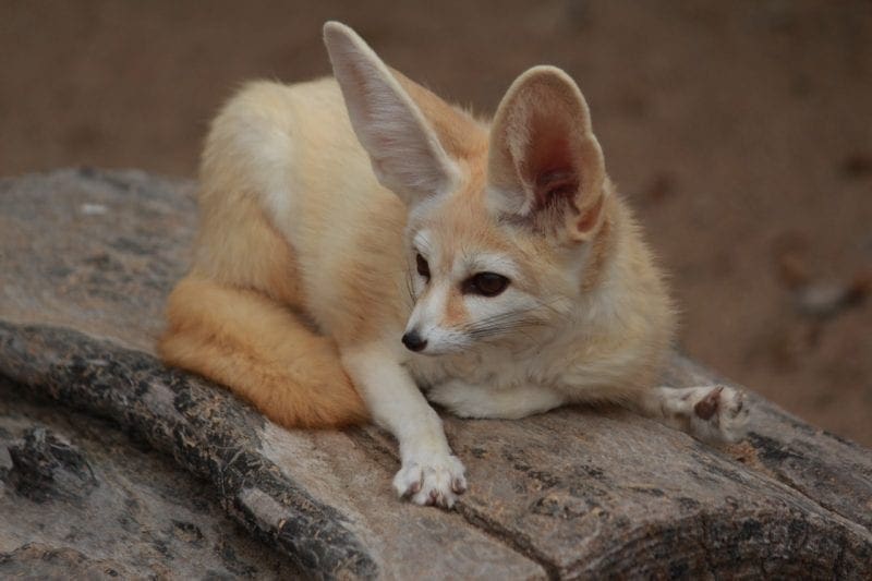 Fennec Fox showing large ears and spread claws, photo credit: Pixabay