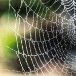 Spider web sprinkled with dew, photo credit: pexels