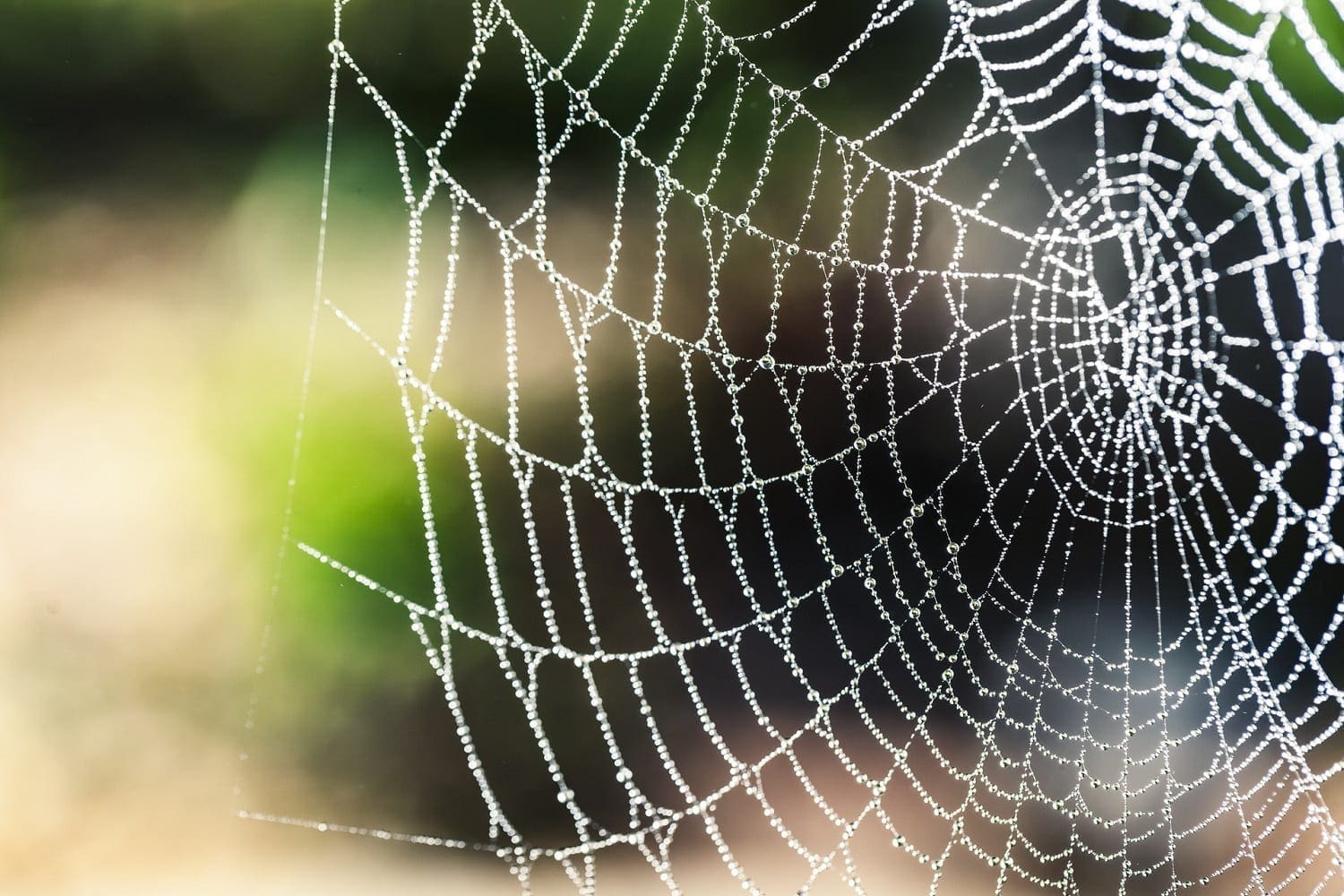 Spider web sprinkled with dew, photo credit: pexels