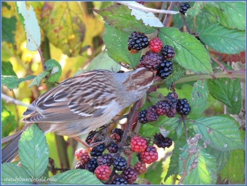 Song Sparrow on Blackberry vine 2, photo credit: Wendy McDonald