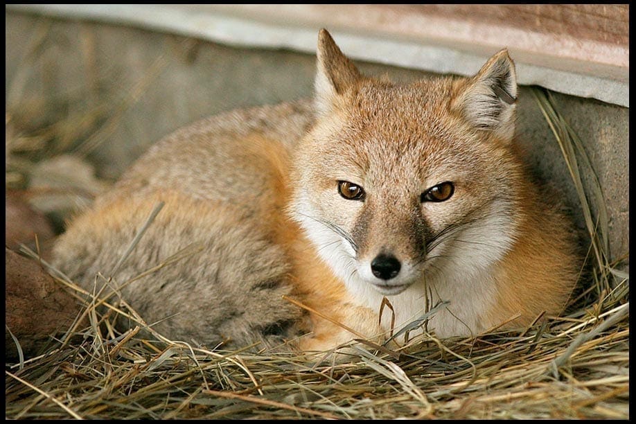 Fox Resting, photo credit: Pat Mingerelli