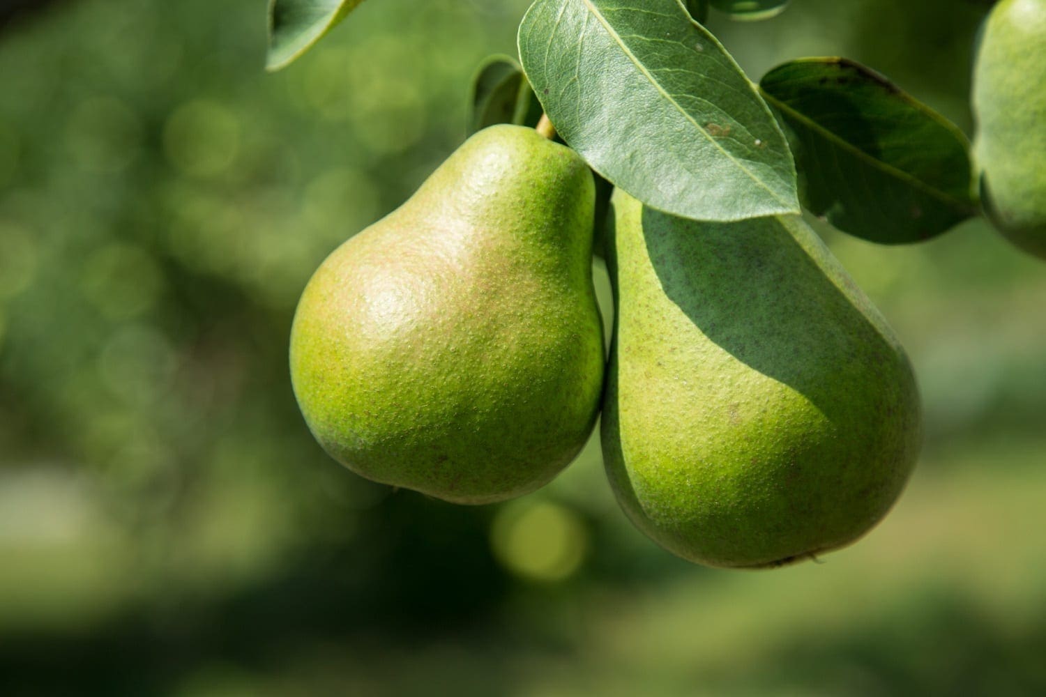 Green pears on the tree, photo credit: George Hodan