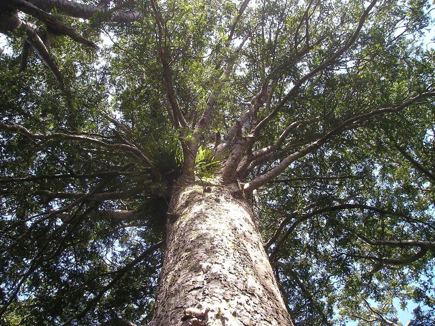 Crown of a Kauri Tree growing in New Zealand today