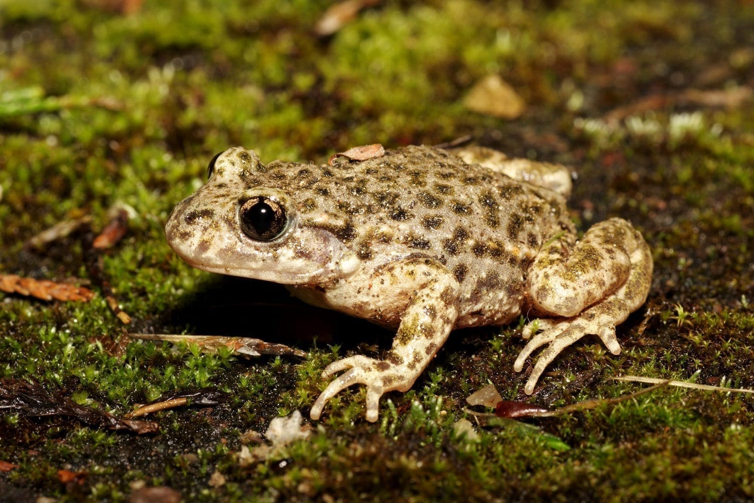 Midwife Toad on mossy ground: ID 44681190 © Wildlifesnapper | Dreamstime.com