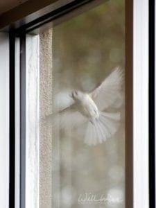 tufted titmouse flying to peck its reflection, photo credit: William Wise