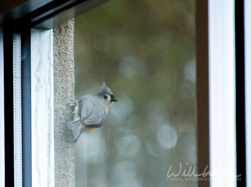 tufted titmouse on a church window frame, photo credit: William Wise