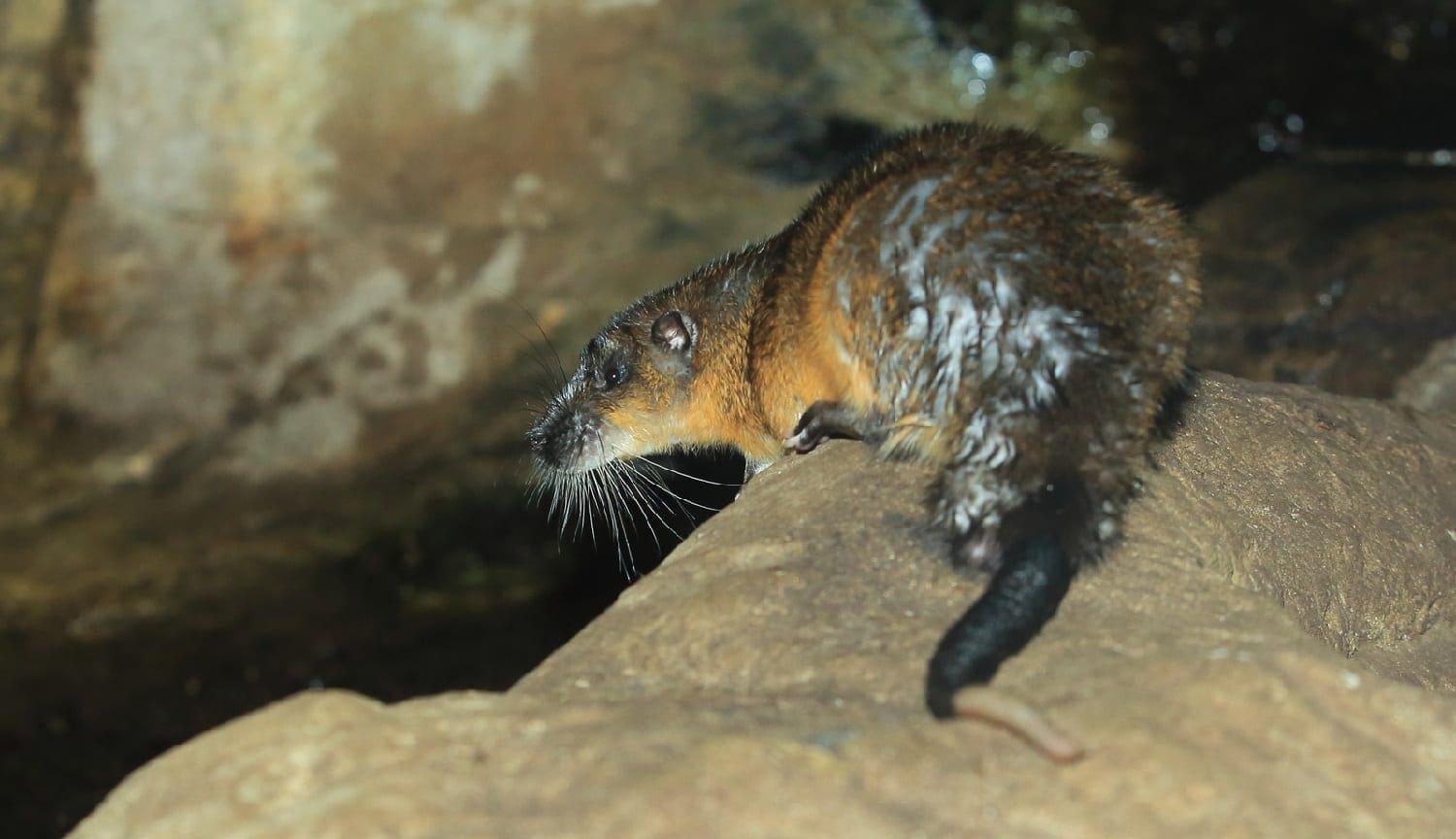 Australian water rat, Rakali: ID 121311268 © Lukas Blazek | Dreamstime.com