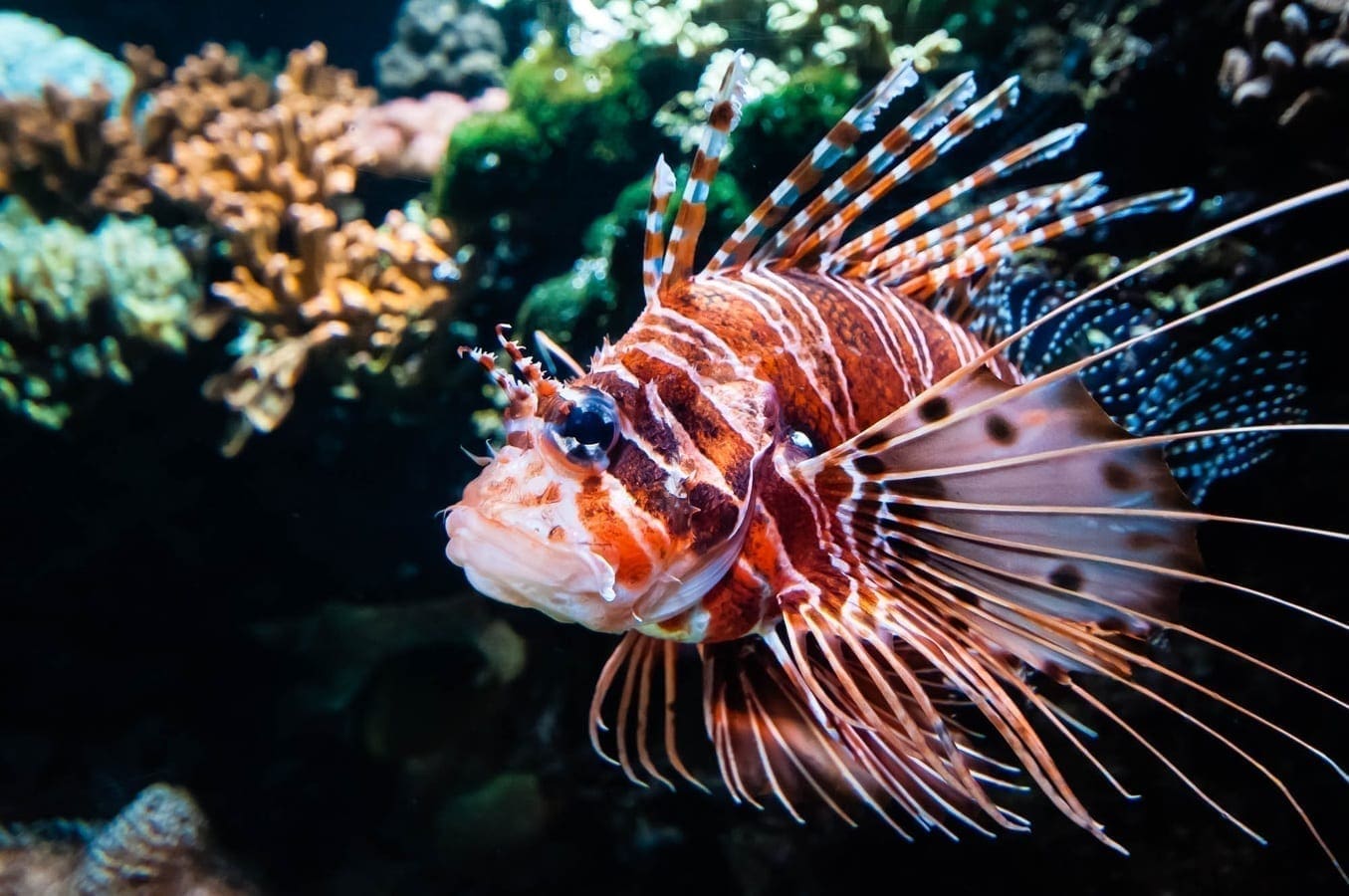 Lionfish in a reef, photo credit: pxhere
