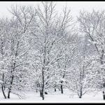 Snow covered bare trees, photo credit: Pat Mingerelli