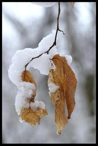 Snow on dried leaves, photo credit: Pat Mingerelli