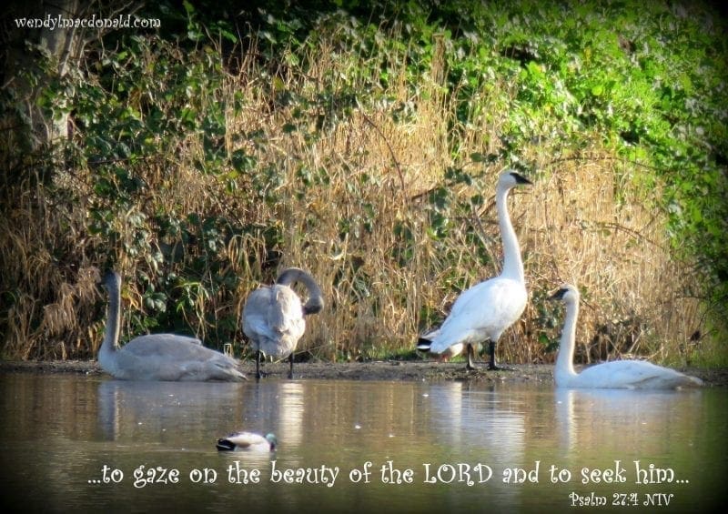 Swans wading and swimming with Psalm 27:4, photo credit: Wendy MacDonald