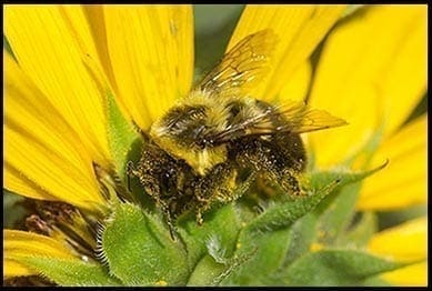 Bee-on-Flower-pollen-Pat-Mingarelli