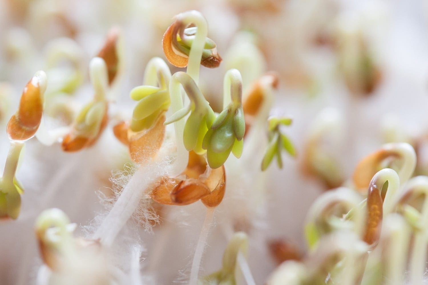 Cress seed sprouts, photo credit: Pxhere