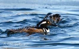 Hooded Merganser Ducks diving, William Wise Photography