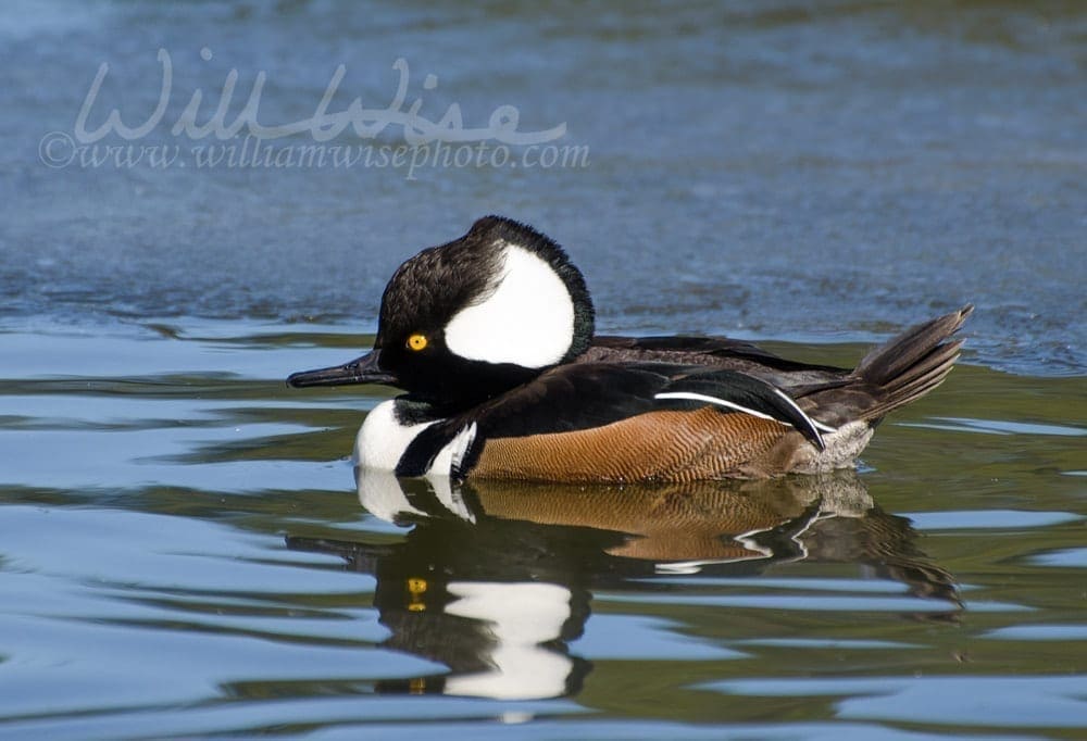 Hooded Merganser Duck, William Wise Photography