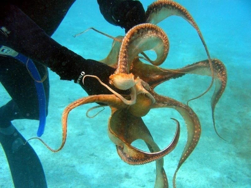 Octopus held by a diver showing its arms