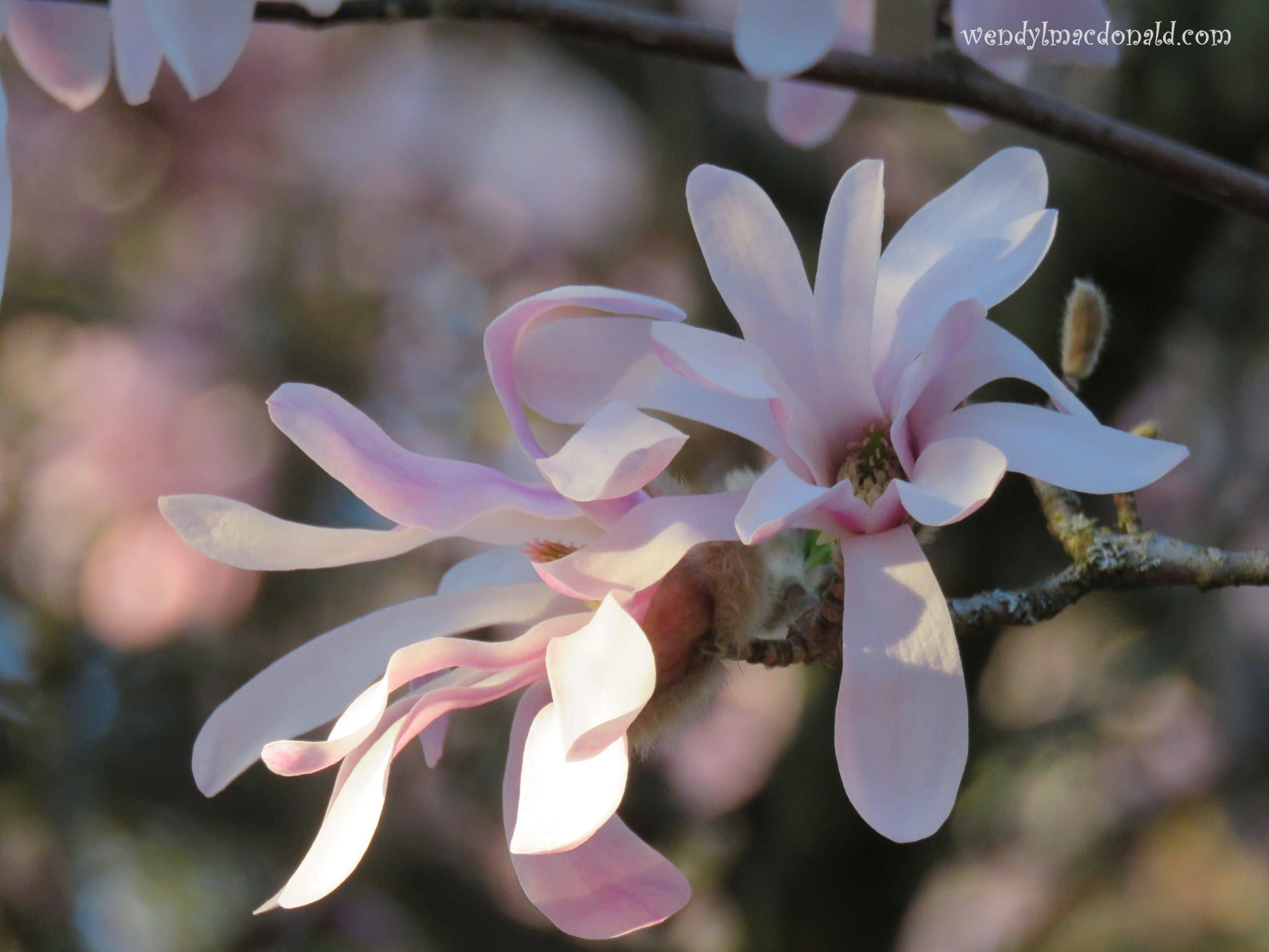 Tree Blossoms, photo credit: Wendy MacDonald