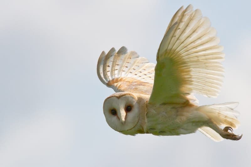 Barn owl flying: ID 20471978 © Rhallam | Dreamstime.com